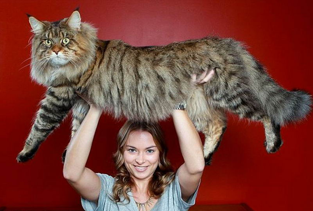 Maine Coon Size