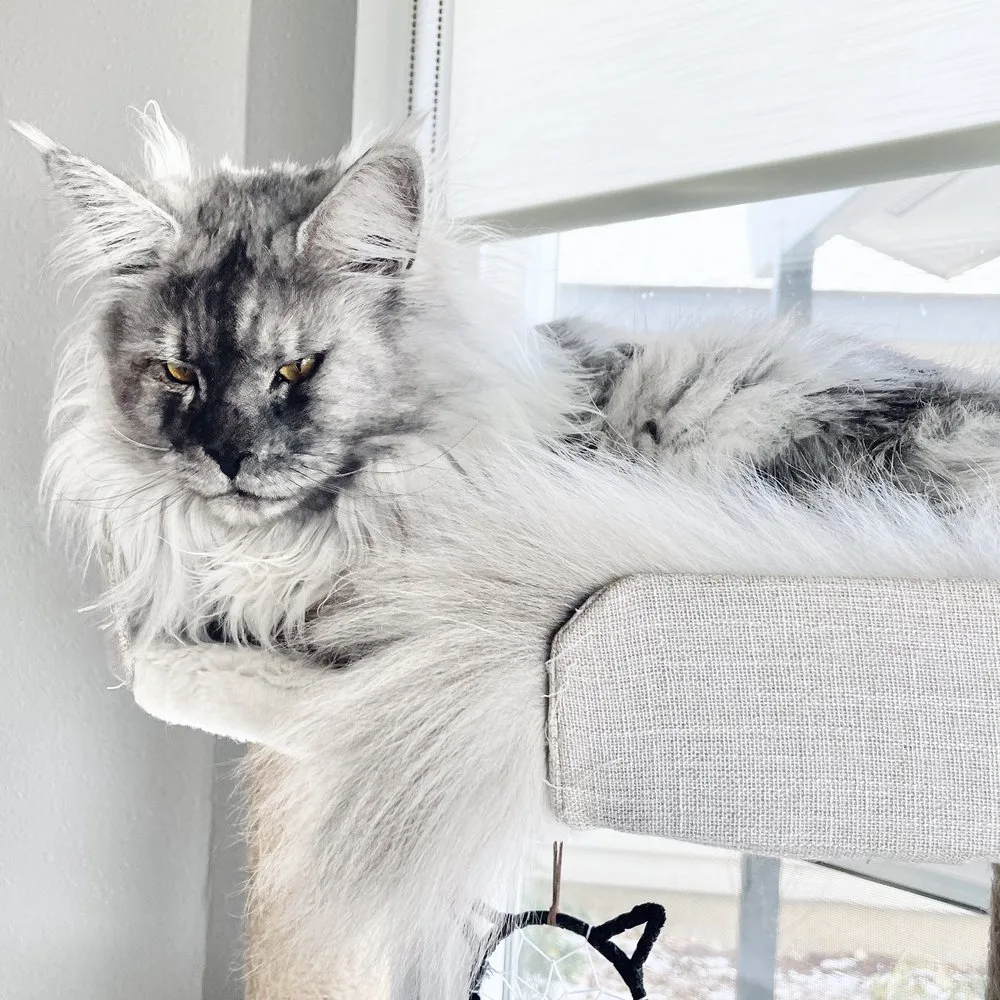 Weight of Maine Coon