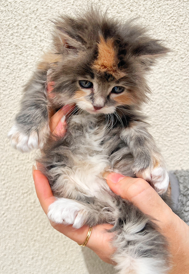 Maine Coon Kittens