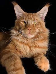 maine coon