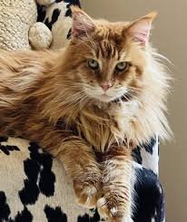 Maine Coon