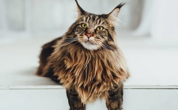 Maine Coon Cats