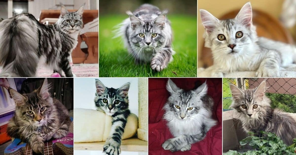 Coat Patterns of Maine Coons