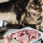 Maine Coon Diet