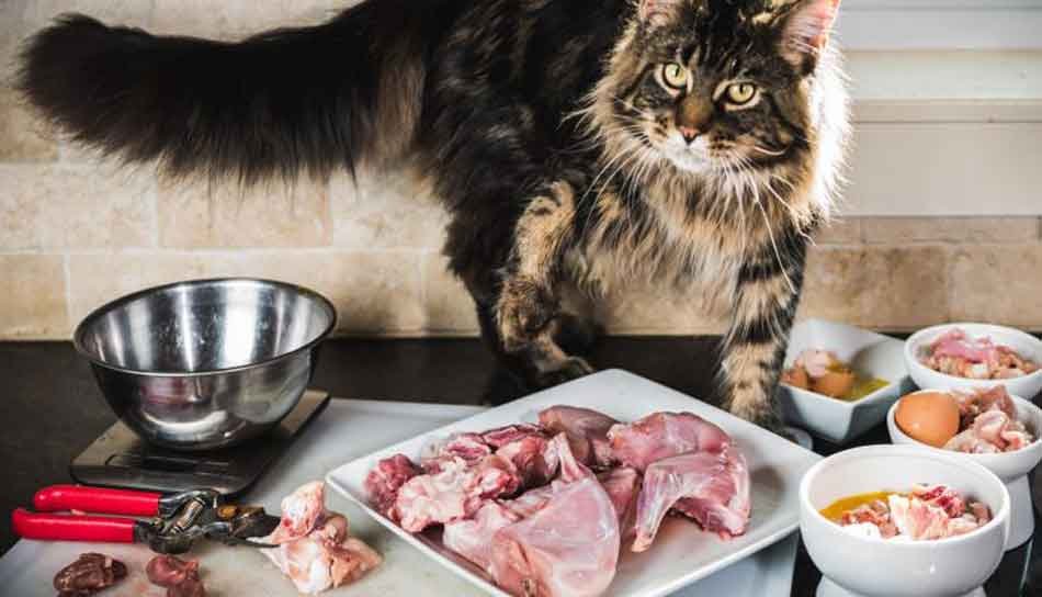 Maine Coon Diet