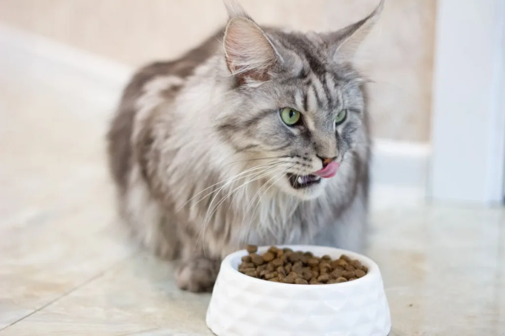 Maine Coon Diet