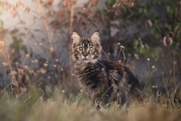 Finding Responsible and Reputable Maine Coon Breeders: A Guide