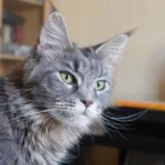 Grey Maine Coon