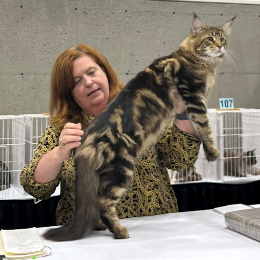 Maine Coon Breeders