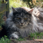 Calico Maine Coon