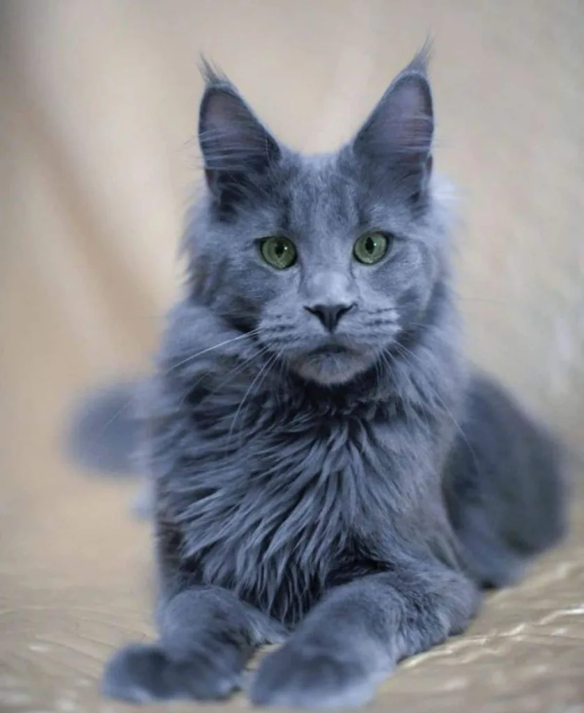 Blue Maine Coon cat