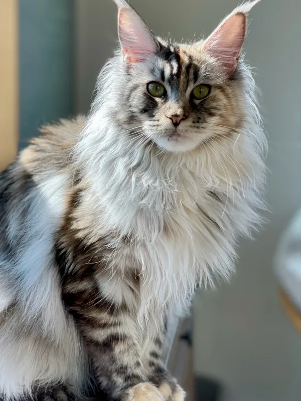 European Maine Coon